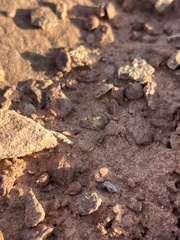 Platycryptus arizonensis