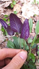 Packera schweinitziana