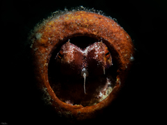 Amphioctopus mototi