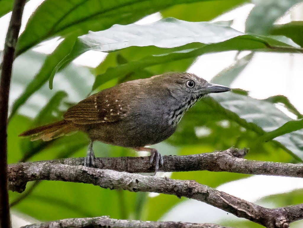 Brown-bellied Stipplethroat photo