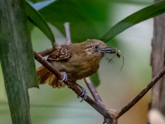 Brown-Bellied Antwren photo 2