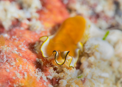 Pseudoceros ferrugineus