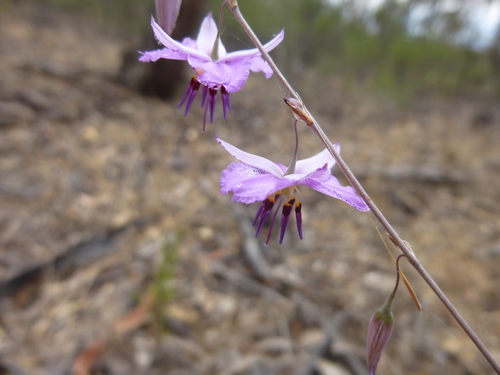 Image of Arthropodium fimbriatum by (c) Kiri Bee, some rights reserved (CC BY)