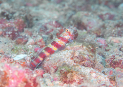 Amblyeleotris wheeleri