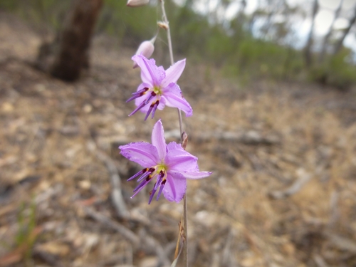Image of Arthropodium fimbriatum by (c) Kiri Bee, some rights reserved (CC BY)