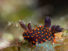 Nembrotha yonowae
