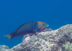 Thalassoma hebraicum