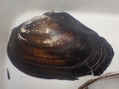 Cristaria clessini