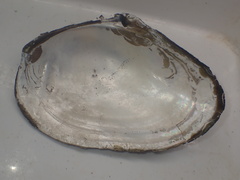 Cristaria clessini