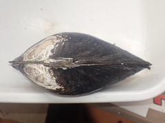 Cristaria clessini