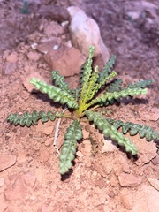 Phacelia corrugata