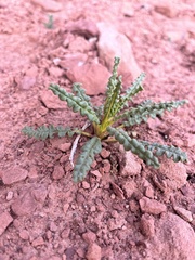 Phacelia corrugata