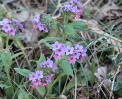 Pulmonaria officinalis