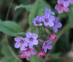Pulmonaria officinalis