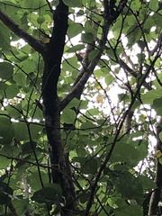 Pteropus dasymallus yayeyamae