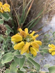 Phlomis fruticosa