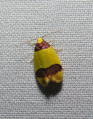 Heterallactis euchrysa