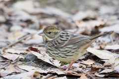 Emberiza personata