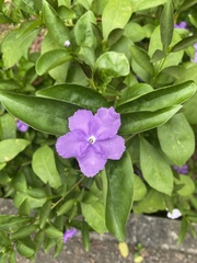 Brunfelsia uniflora