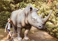 Rhinocerotidae