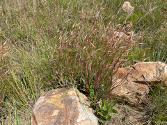 Monocymbium ceresiiforme