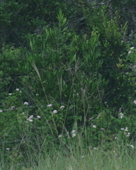 Burchellia bubalina