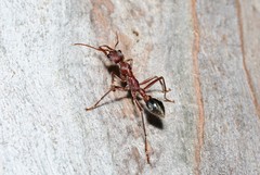 Myrmecia comata