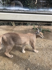Caracal