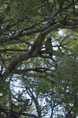 Poicephalus cryptoxanthus