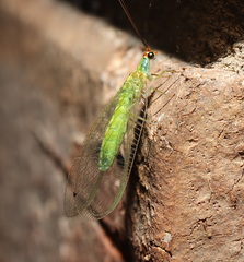 Plesiochrysa atalotis