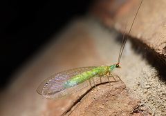 Plesiochrysa atalotis