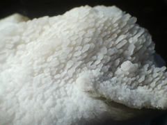 Climacodon dubitativus