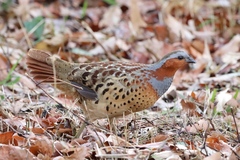 Bambusicola thoracicus