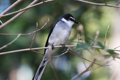 Pericrocotus tegimae