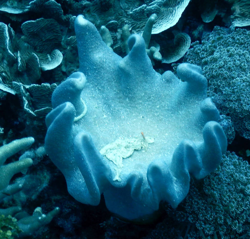 Lobophytum sarcophytoides