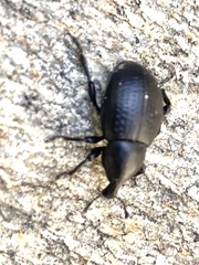 Liparus tenebrioides