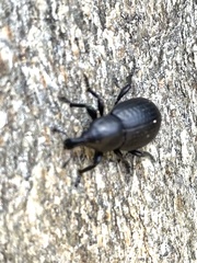Liparus tenebrioides