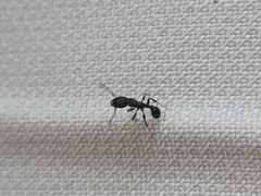 Tetramorium pacificum