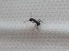 Tetramorium pacificum