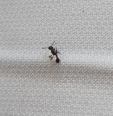 Tetramorium pacificum