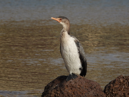 Reed Cormorant