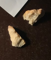 Climacodon dubitativus