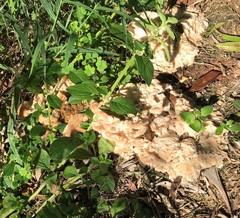 Climacodon dubitativus