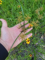 Cyperus oxylepis