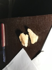 Climacodon dubitativus