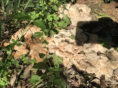 Climacodon dubitativus