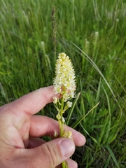 Melanthiaceae