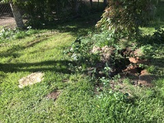 Climacodon dubitativus