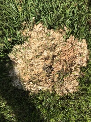 Climacodon dubitativus