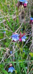 Anchusa